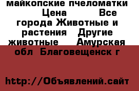  майкопские пчеломатки F-1  › Цена ­ 800 - Все города Животные и растения » Другие животные   . Амурская обл.,Благовещенск г.